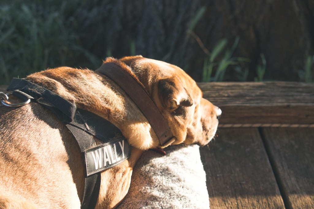 Wally has had his Dog Friendly Co harness for two years